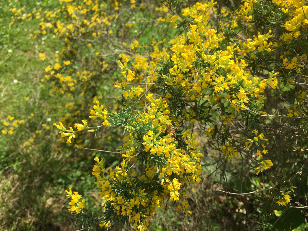 Anthyllis hermanniae
